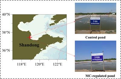 Application of modified clay in intensive mariculture pond: Impacts on nutrients and phytoplankton